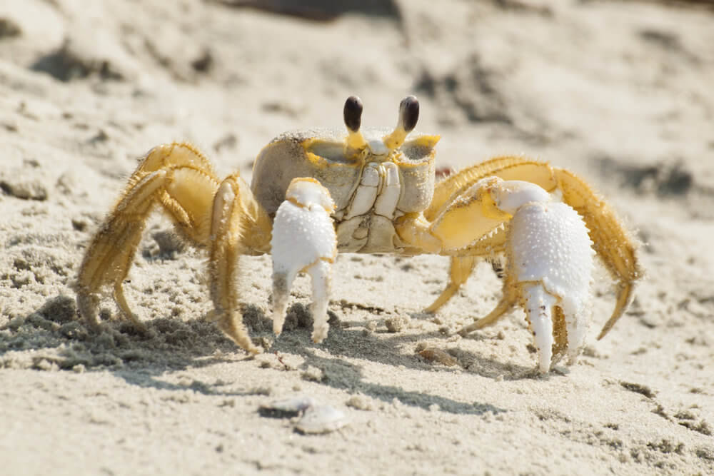 Daufuskie Crab